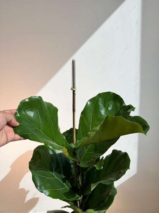 Ficus Lyrata - Fiddle Fig Leaf Plant - Indoor House Plant - نبات داخلي