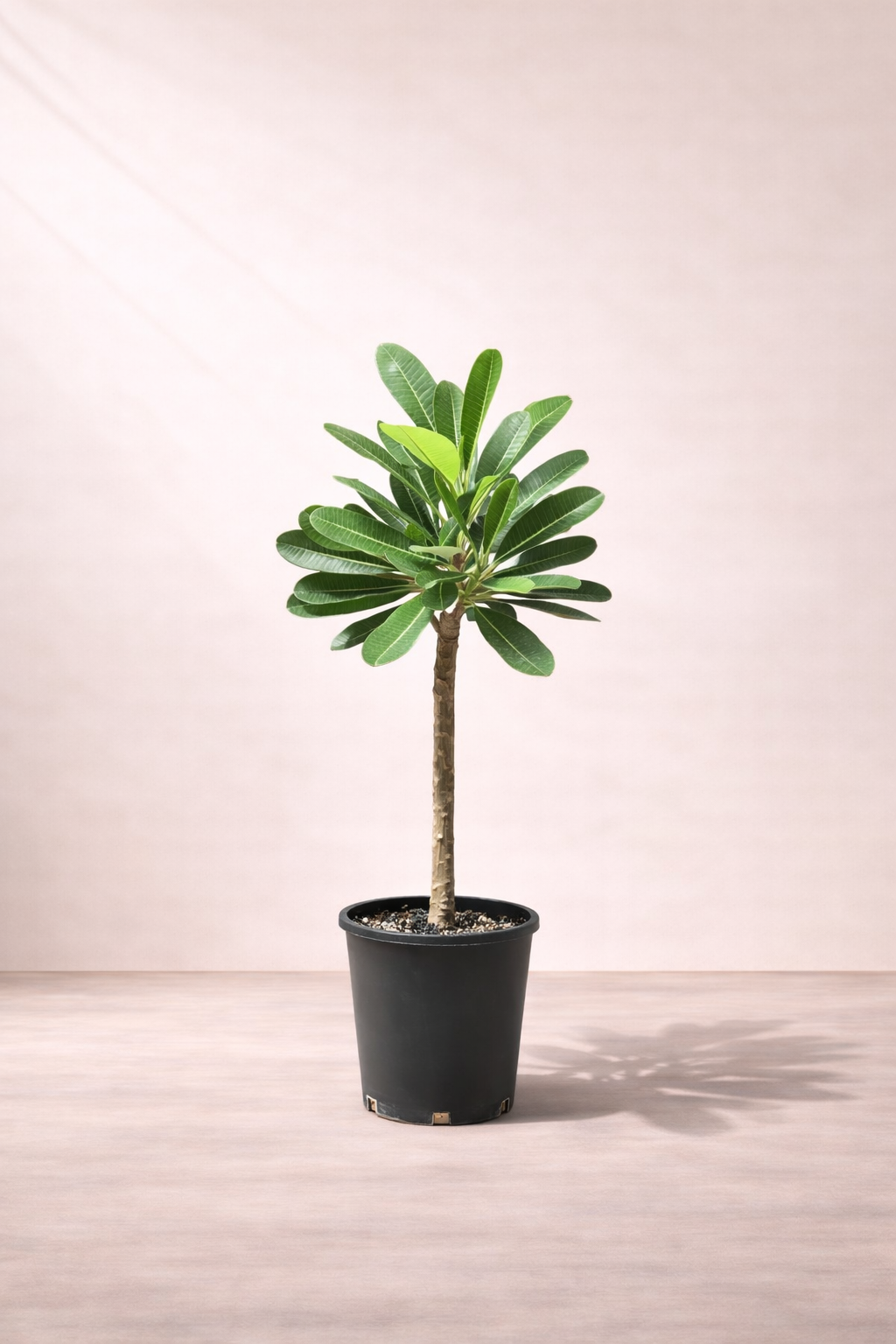 Plumeria Obtusa T...