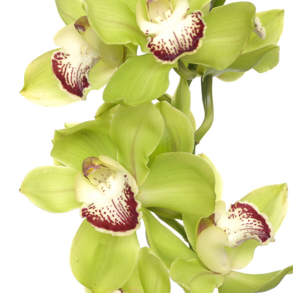 Baby Orchid Green Flower Bunch - باقة زهور الأوركيد الخضراء