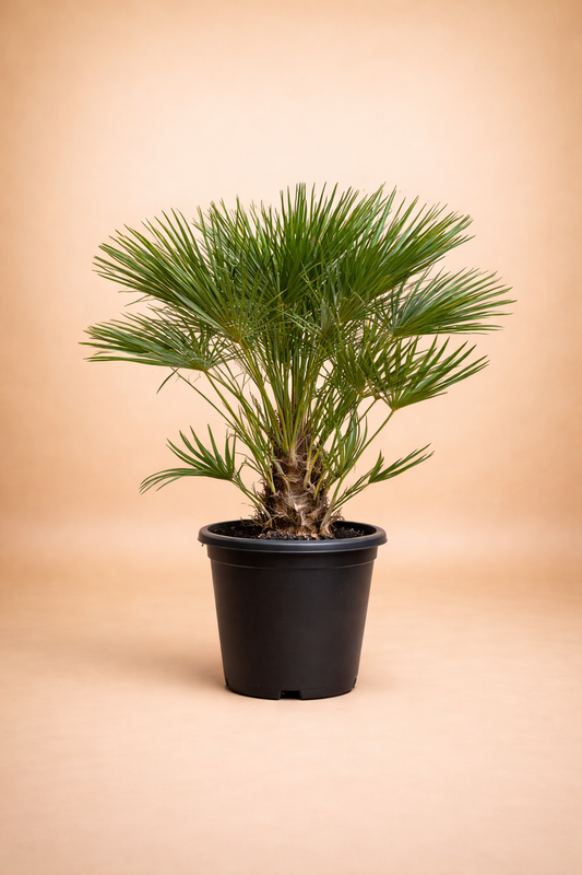 Chamaerops Humilis Palm - نخيل شاميروبس