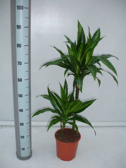 Dracaena Paloma - Indoor House Plant - نبات داخلي - دراسينا