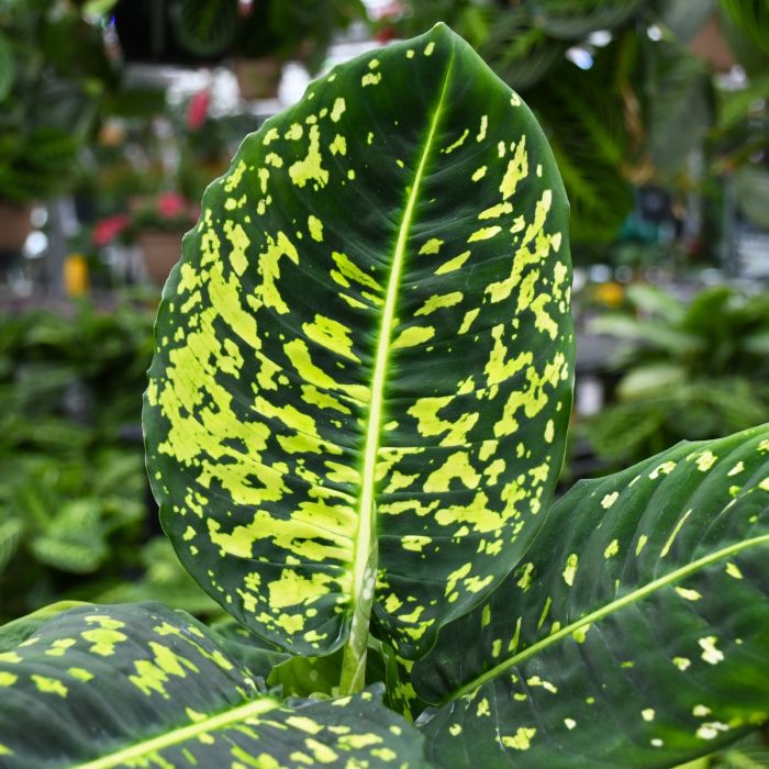 Dieffenbachia Reflector - Dumb Cane - Indoor House Plant - نبات داخلي