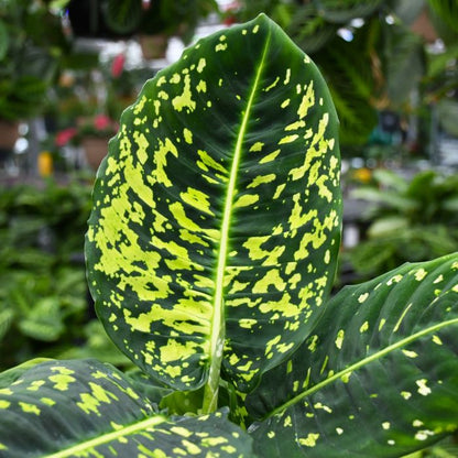 Dieffenbachia Reflector - Dumb Cane - Indoor House Plant - نبات داخلي