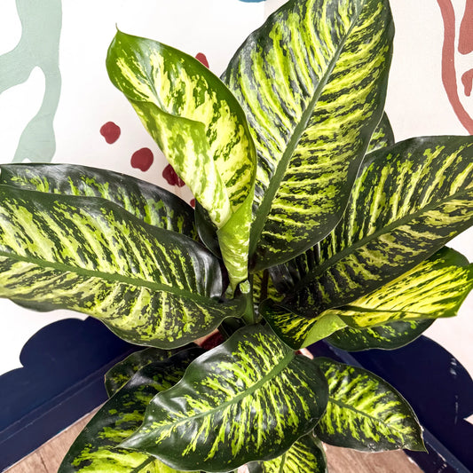 Dieffenbachia Seguine Maroba - Indoor House Plant - نبات داخلي