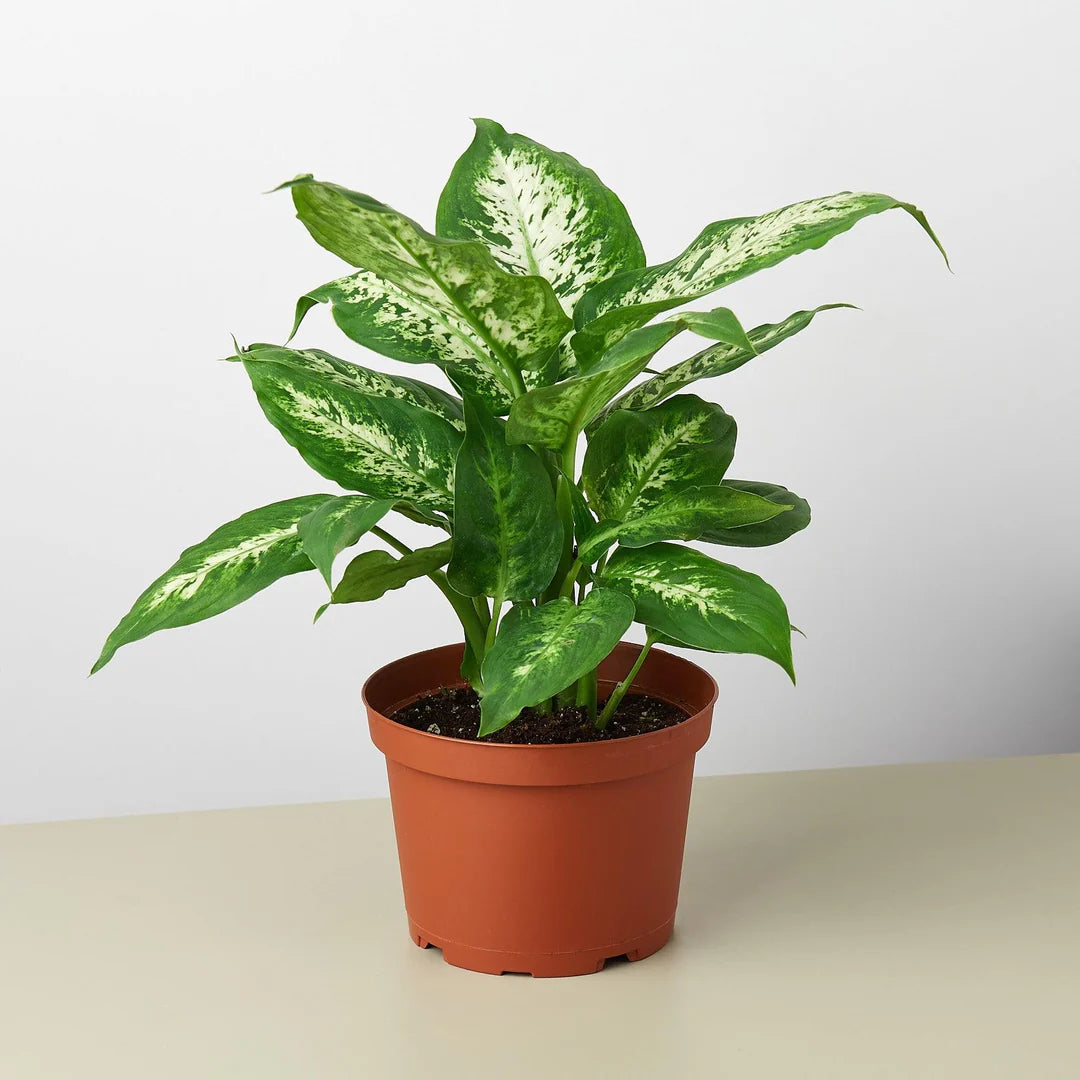 Dieffenbachia Compacta - Indoor House Plant - نبات داخلي