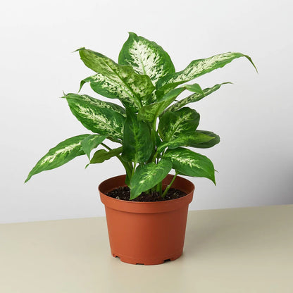 Dieffenbachia Compacta - Indoor House Plant - نبات داخلي