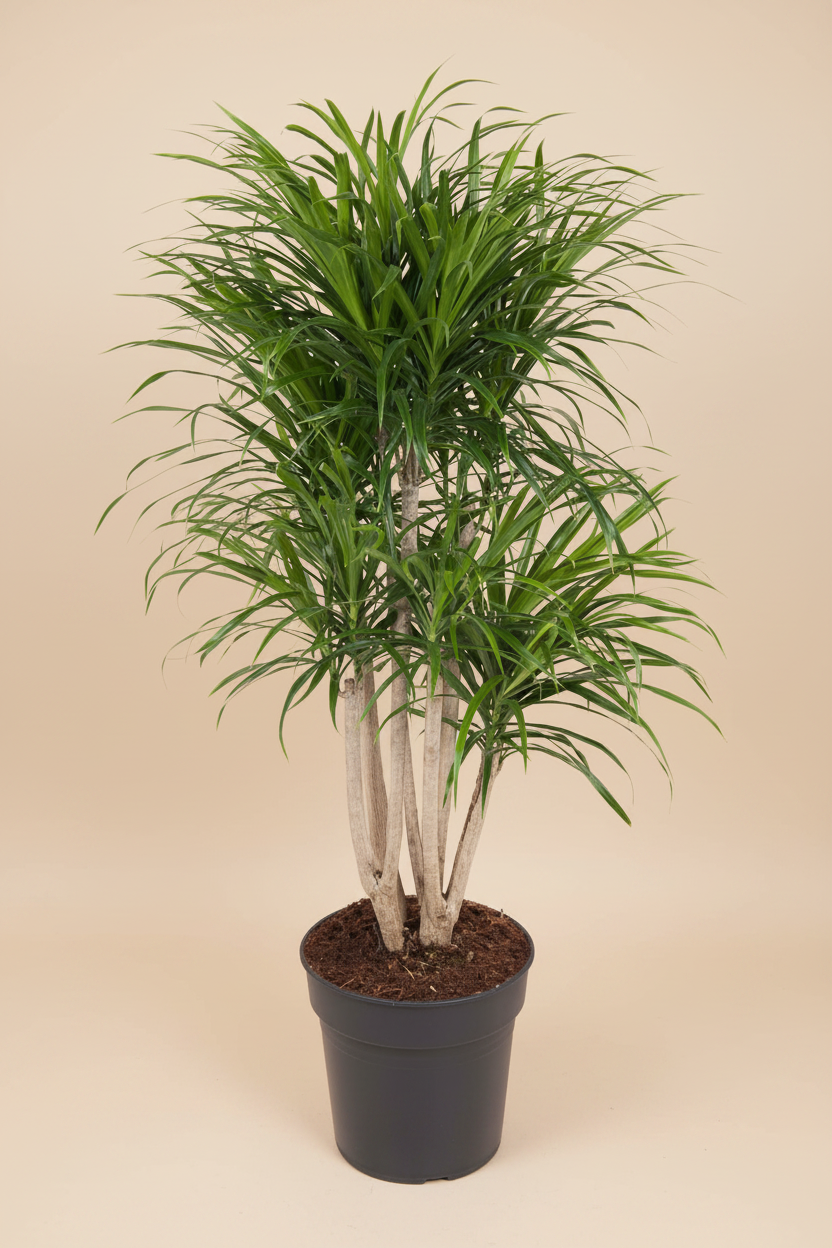 Dracaena Anita on a clean beige catalogue background