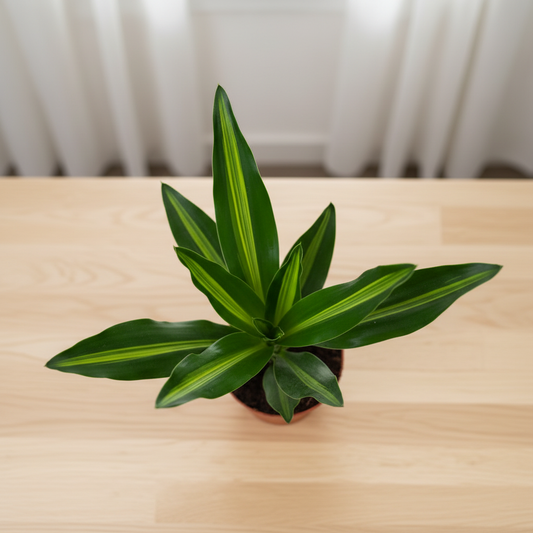 Dracaena Cintho - Centered Window Natural Daylight