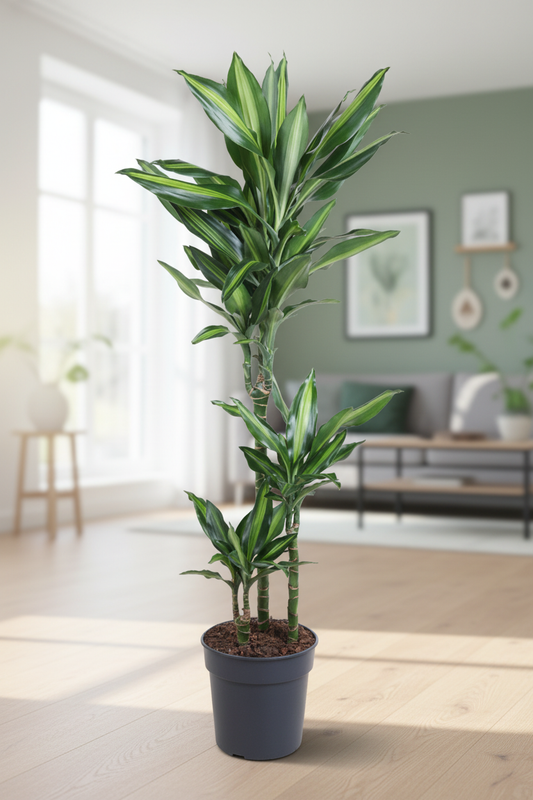 Dracaena fragrans Cintho as a floor plant in a bright room