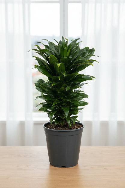 Dracaena Fragrans Compacta 15cm - Centered Window Natural Daylight