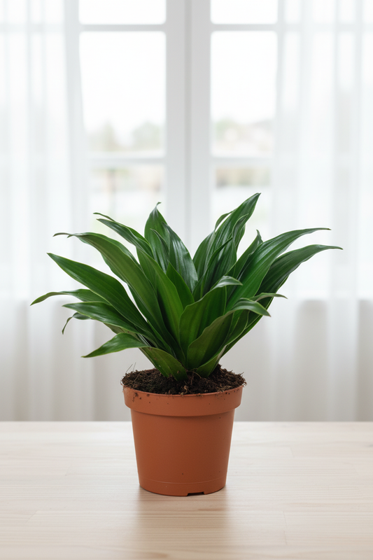 Dracaena Fragrans Compacta - Centered Window Natural Daylight