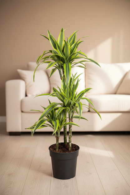Dracaena Lemon Lime – Cozy Living Room, Nursery Pot