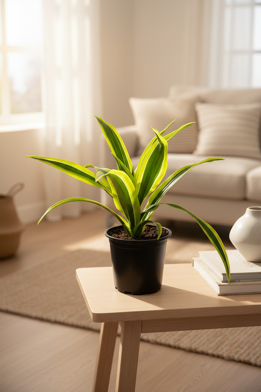 Dracaena Lemon Lime – Cozy Living Room