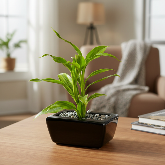 Dracaena Lemon Lime Variegated - Cozy Living Room