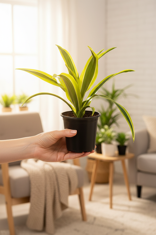 Dracaena Lemon Lime – Cozy Living Room