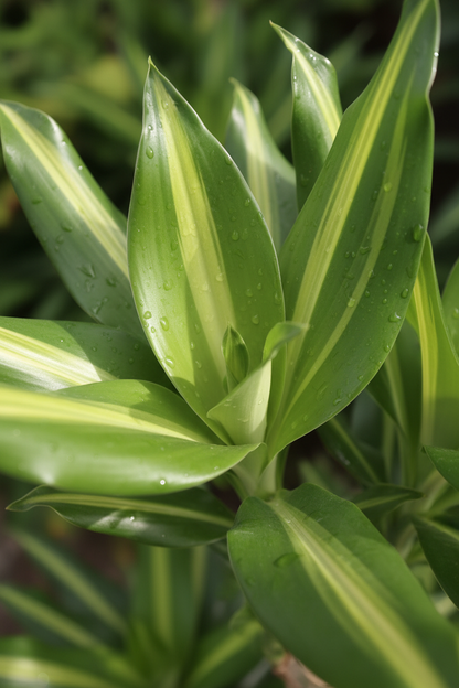 Dracaena Mass Cane – Close-up