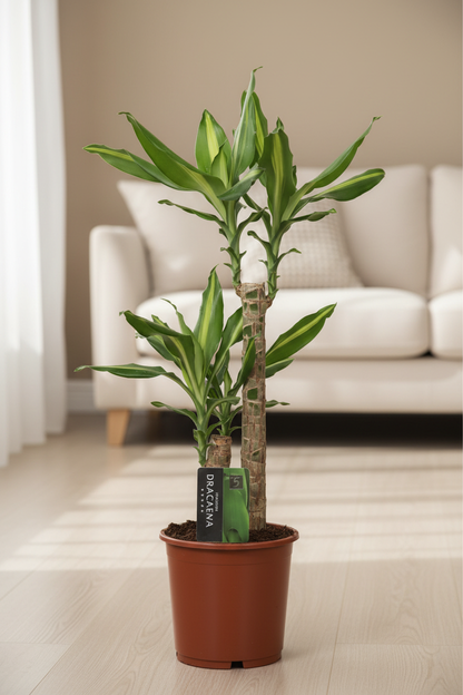 Dracaena Mass Cane – Cozy Living Room