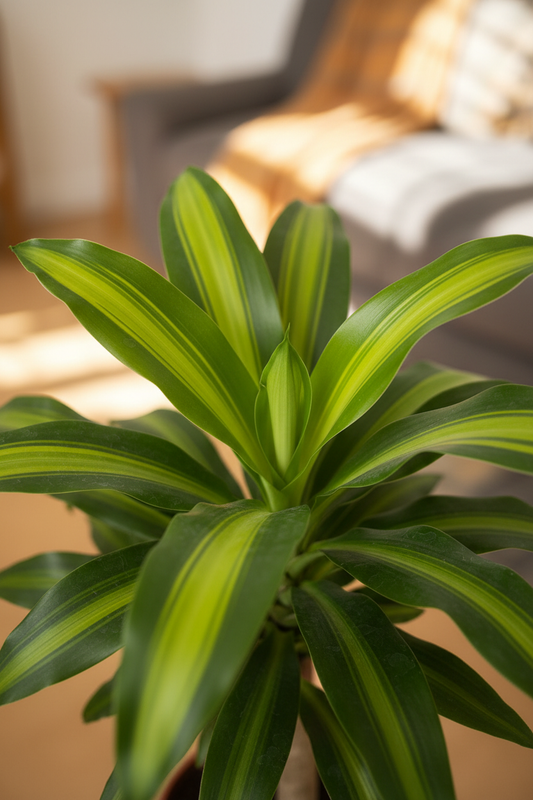 Dracaena Massangeana - Vibrant Leaves