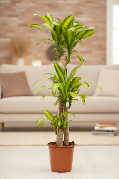 Dracaena Massangeana - True Shape, Lifestyle Room
