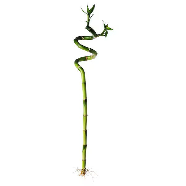 Spiral Lucky Bamboo Stick 90cm (الخيزران) نبات داخلي