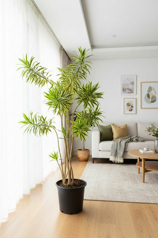 Dracaena Reflexa Song of India – Black Nursery Pot in Bright Living Room