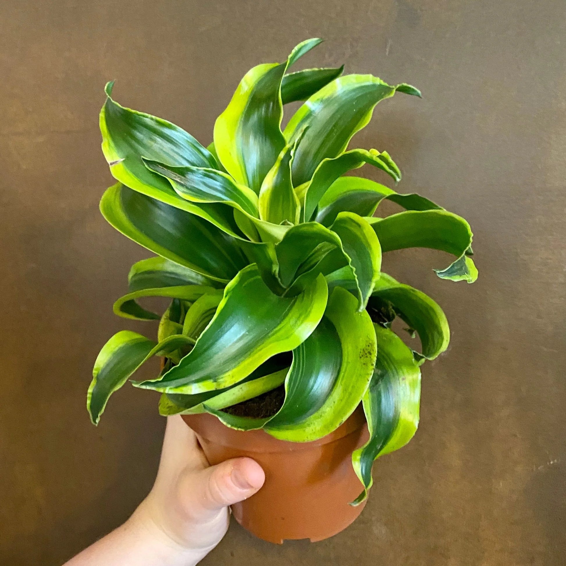 Dracaena Dragontr...