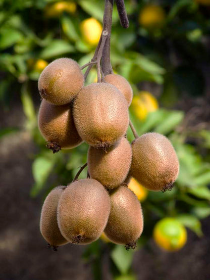 Kiwi Plant - Actinidia delciosioa Jenny - نبات الكيوي