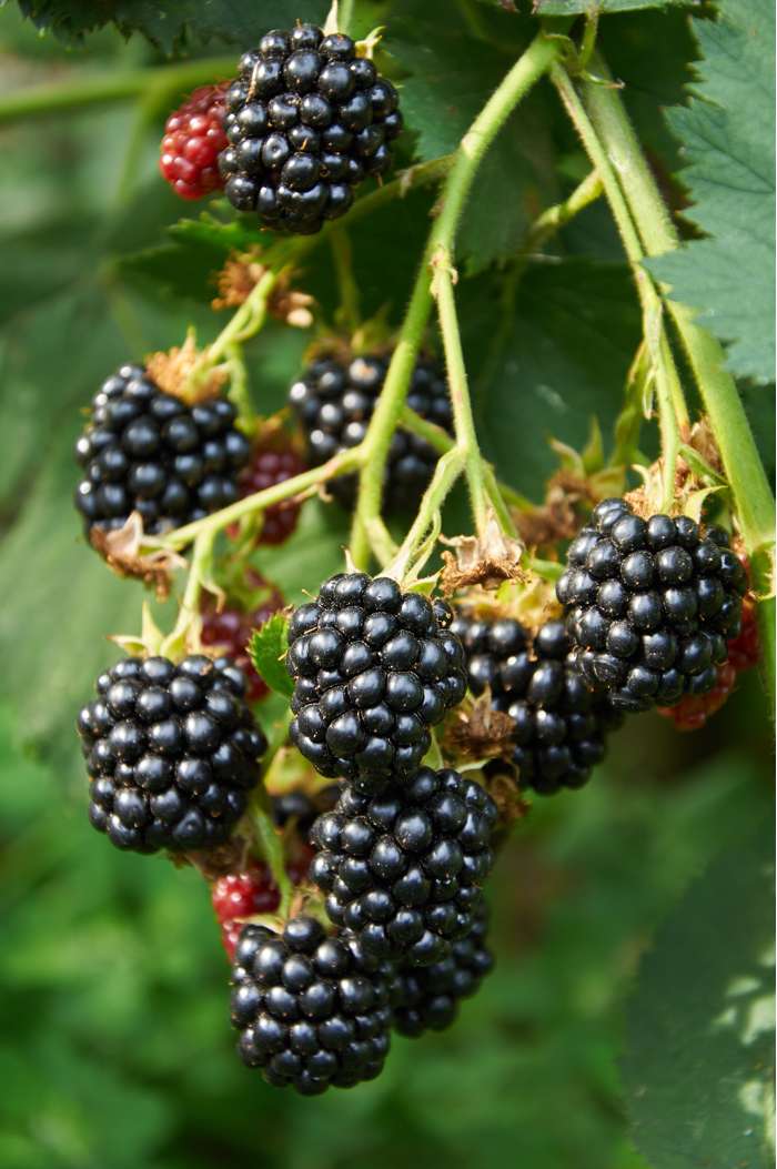 Blackberry Plant - Rubus Navaho Summer long - نبات بلاك بيري