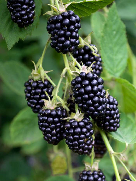 Blackberry Plant Thorn less - Rubus fruticosus ‘Black Satin’ - نبات بلاك بيري