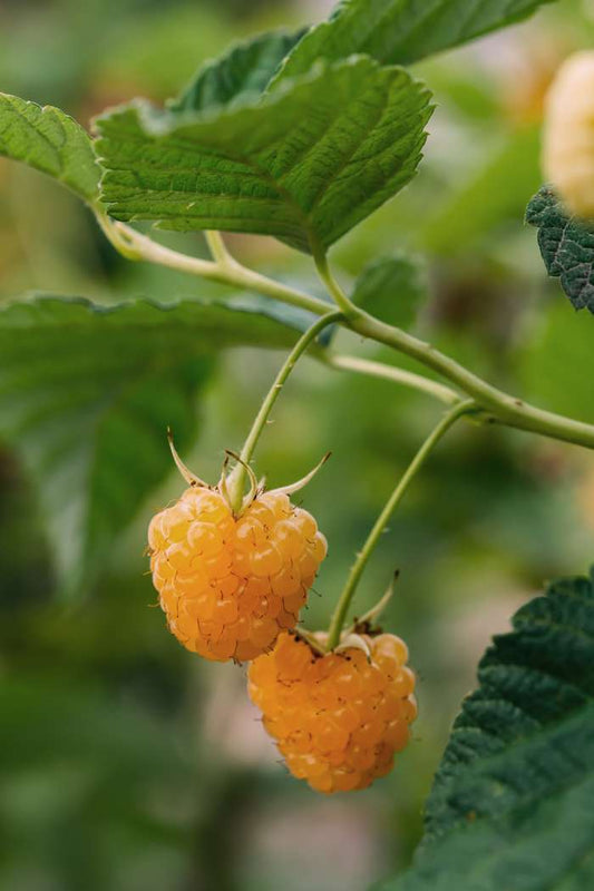 Yellow Raspberry Plant - Rubus idaeus Twotimer Sugana Yellow - نبات التوت الأصفر