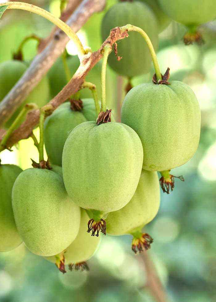 Kiwi Berry Plant - Actinidia arguta - نبات الكيوي بيري