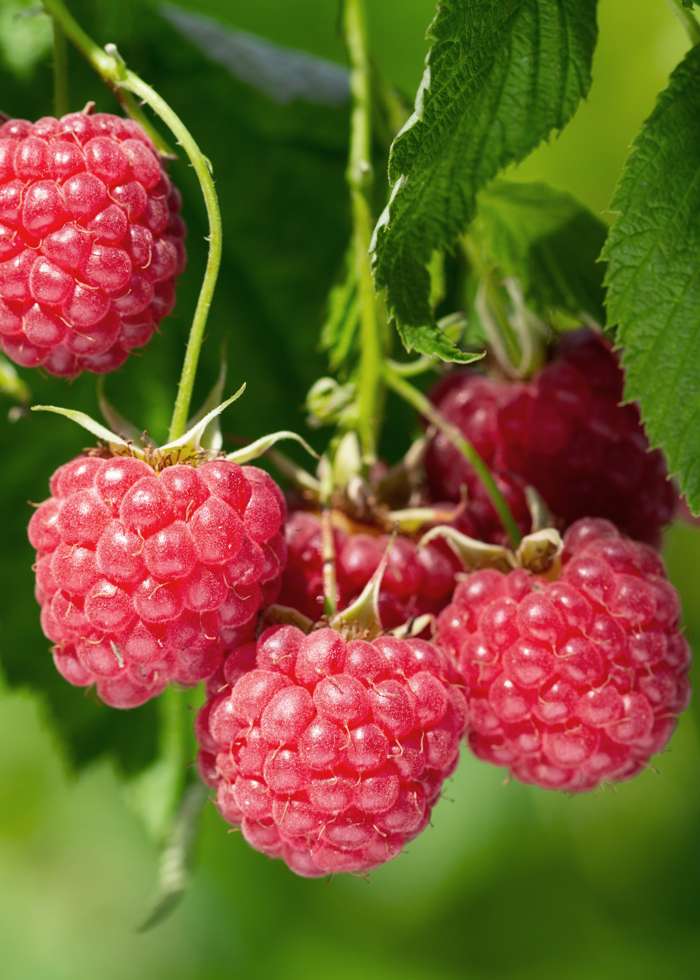 Raspberry - Rubus idaeus Malling Promise - نبات التوت