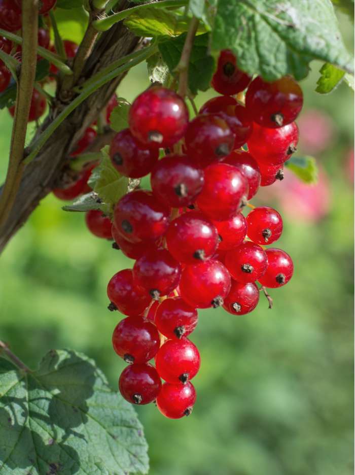 Red Currant - Ribes rubrum Jonkheer van Tets - نبات الكشمش الأحمر