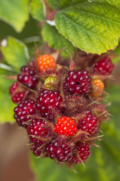 Red orange Berry - Rubus phoenicolasius (Japanese Wineberry) - نبات التوت الأحمر البرتقالي