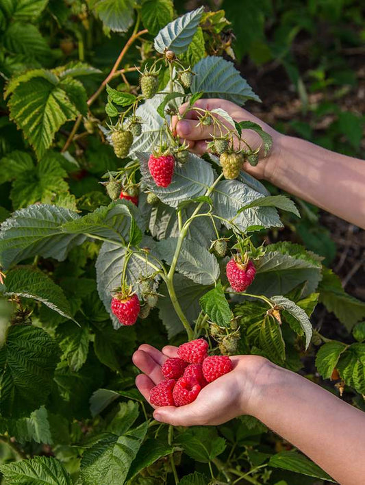 Raspberry Plant - Rubus Twotimer Sugana Red - نبات التوت