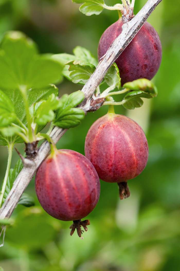 Redd Gooseberry Plant - Ribes uva-crispa Captivator - نبات التوت