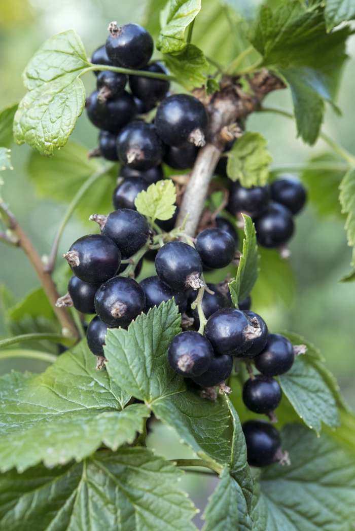 Black Currant - Ribes Lowberry Little Black Sugar - نبات الكشمش الأسود