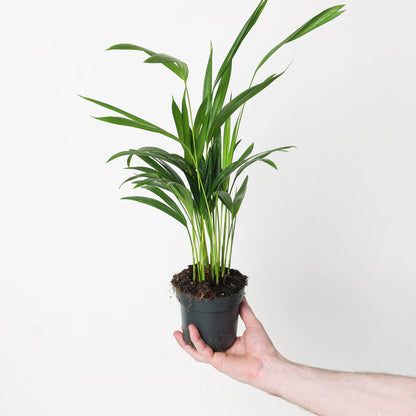 Areca Palm - Dypsis Lutescens - 30cm - Indoor House Plant - نبات داخلي