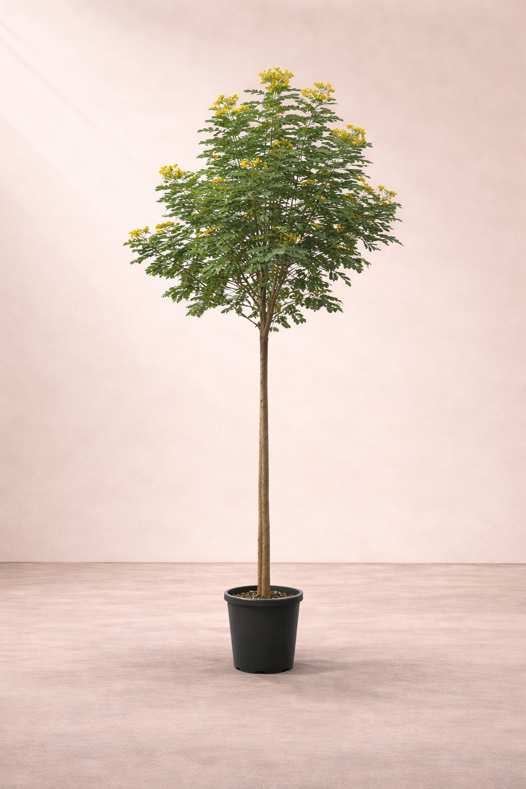 Cassia Gluca Tree - شجرة كاسيا جلوكا