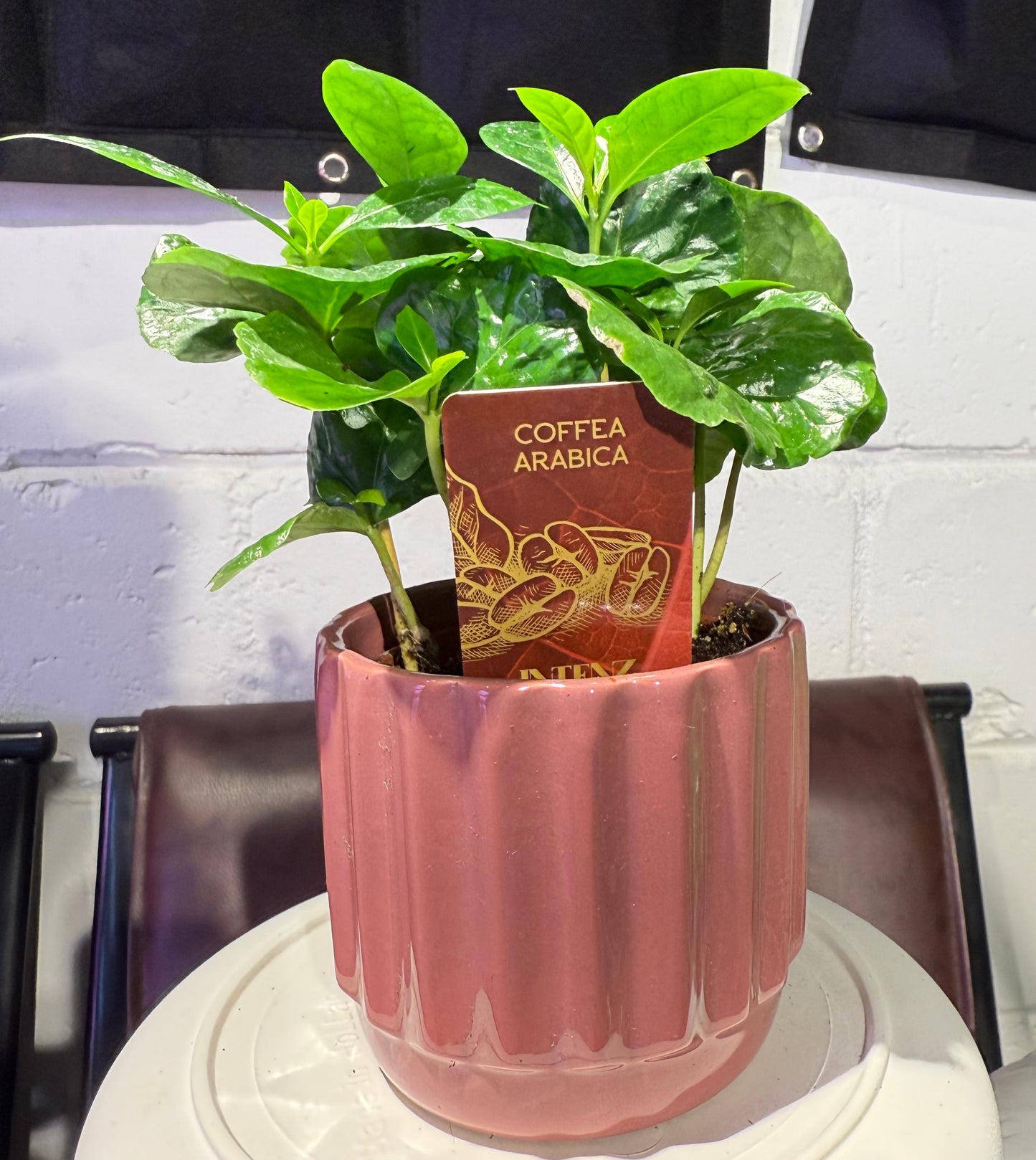 Coffee Plant With Pot - نبات داخلي - نبات القهوة العربية
