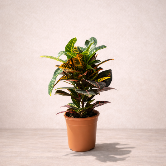 dracaena cintho indoor Dracaena Cintho - Indoor House Plant