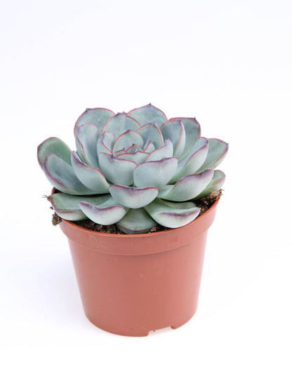 Echeveria Pelucida - Succulent Plant - Indoor House Plant - نبات داخلي