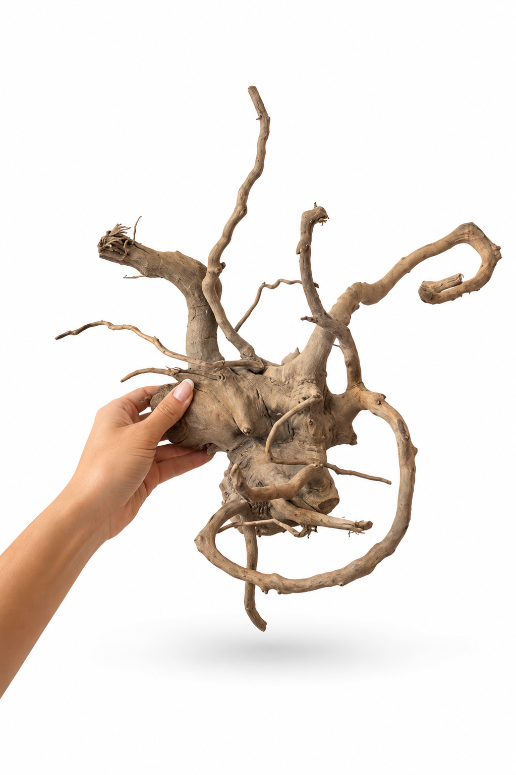 Premium Decorative Driftwood Piece - خشب طبيعي ديكوري