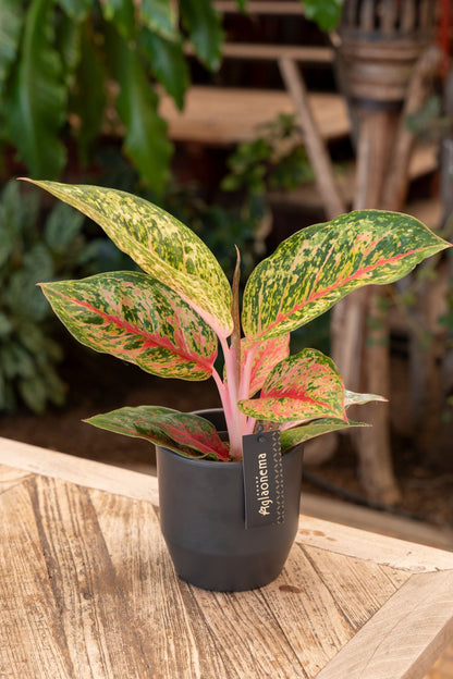 Aglaonema lychee red - Indoor House Plant - نبات داخلي
