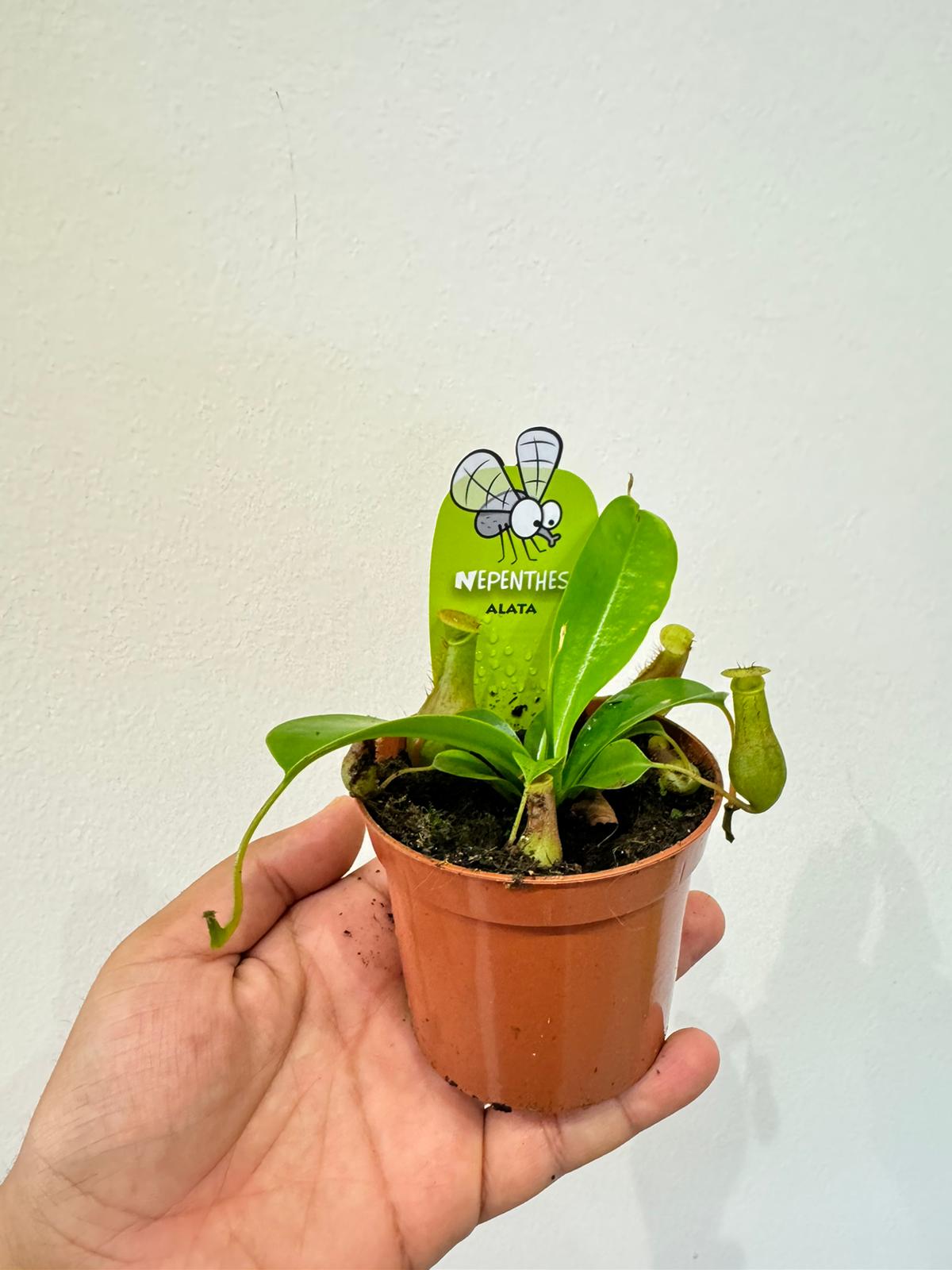 Nepenthes Plant - Carnivorous Plant - Insect Eating Plant - Indoor Plant