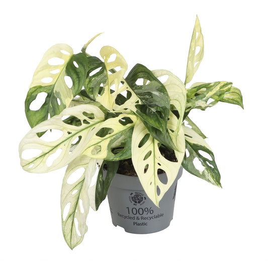 Monstera Obliqua Variegated  - Rare Indoor House Plant - نبات داخلي