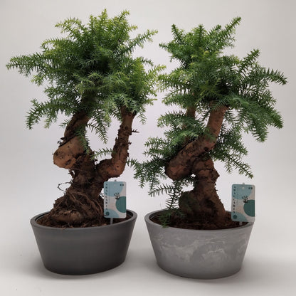 Araucaria Cunninghamii 25cm - Indoor House Plant - نبات داخلي