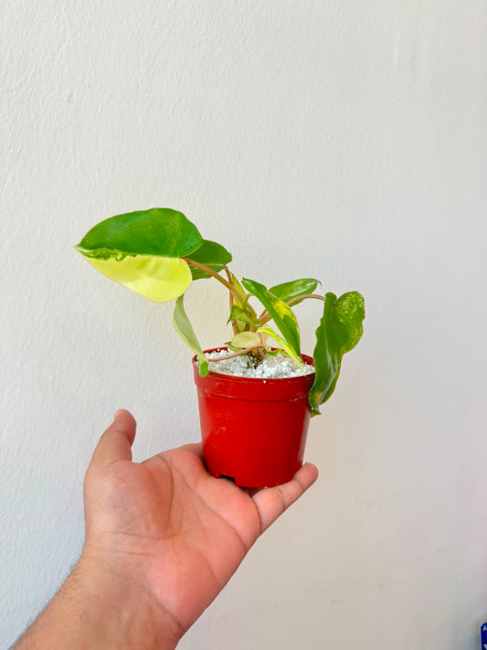Philodendron Burle Marx Variegated - Rare Indoor Plant - نبات داخلي