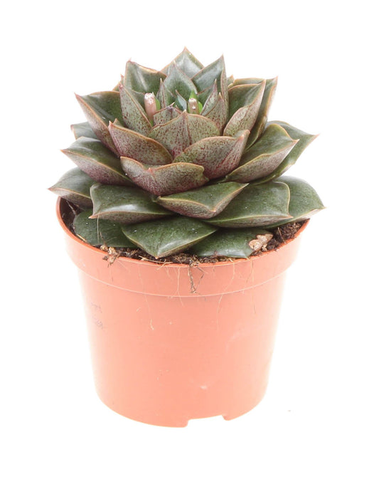 Echeveria Purpusorum succulent featuring a rosette of dark green leaves with reddish-brown spots, placed in a stylish white pot.