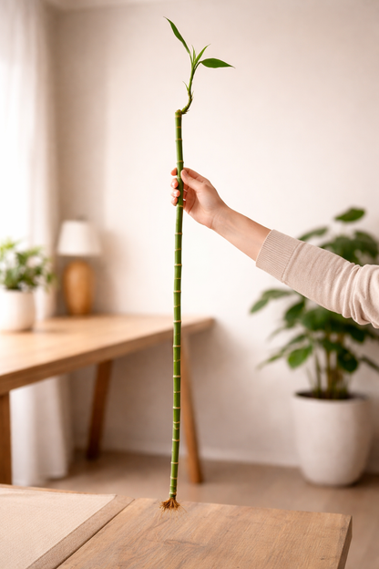 Lucky Bamboo Stalk - Tabletop Indoor Plant - نبتة بامبو